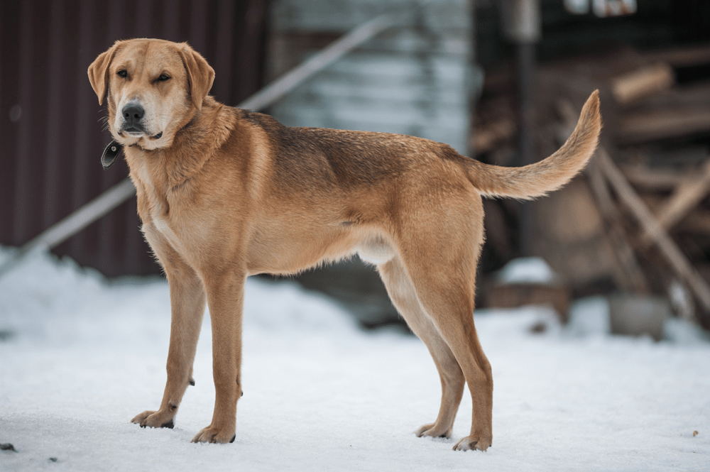 420 кличек русской гончей собаки - красивые имена для девочек и мальчиков