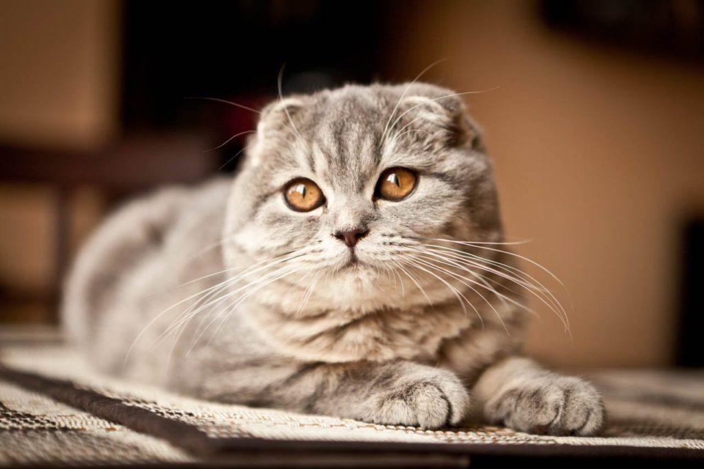 499 имени для шотландской кошки: популярные клички для питомцев