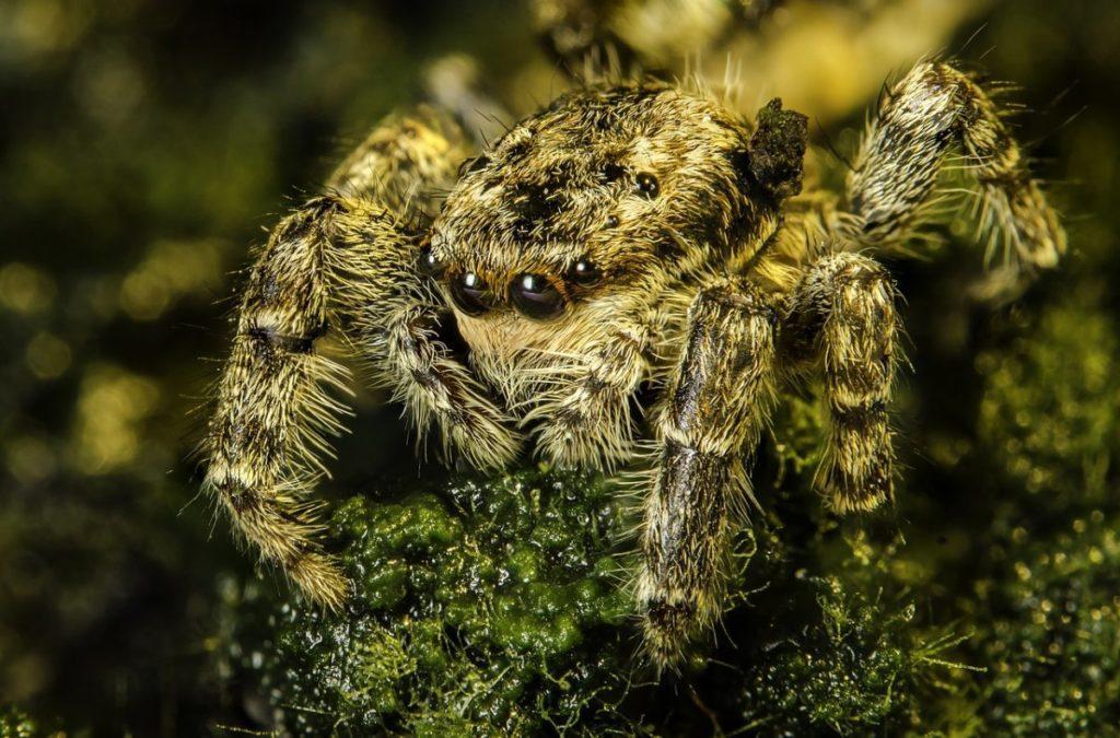350 красивых имен для пауков и богомолов: клички для насекомых
