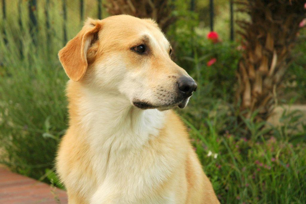 383 французских кличек для собак - красивые и звучные имена