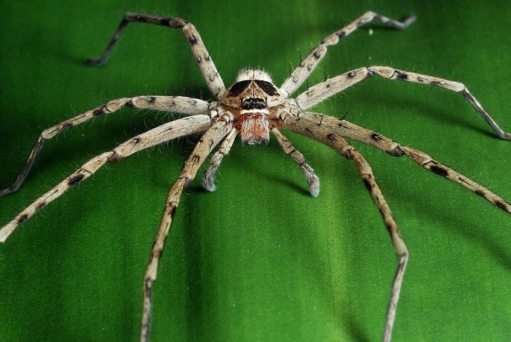 350 красивых имен для пауков и богомолов: клички для насекомых