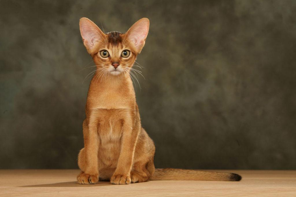 399 кличек для абиссинских кошек - красивые имена для котят мужского и женского пола