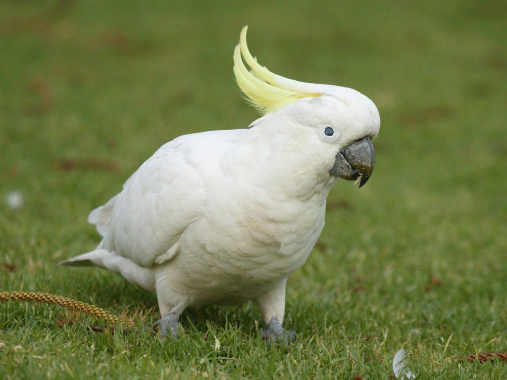 464 клички для белых попугаев - самые красивые имена для мальчиков и девочек