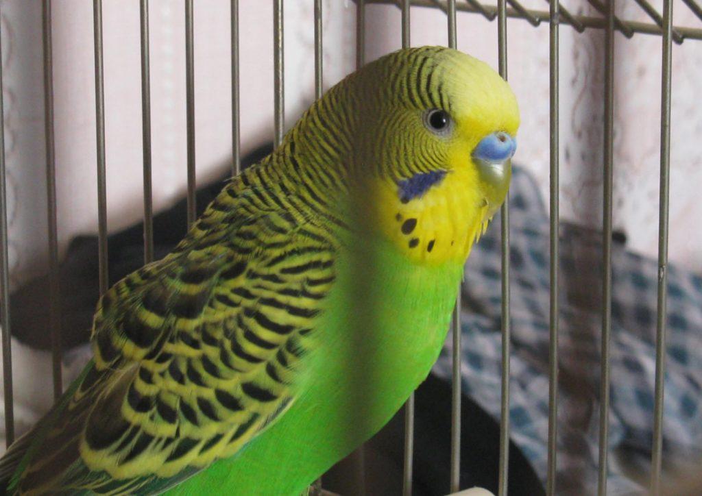 555 имена для девочек-попугаев: как красиво назвать своих птичек