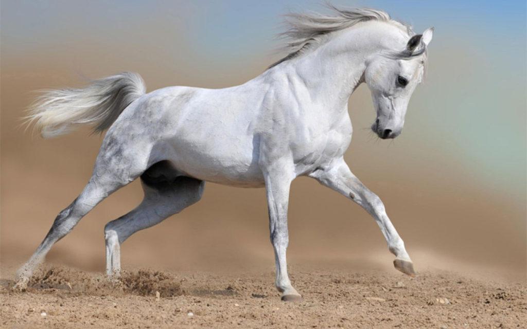 383 Имени белых лошадей и жеребцов: красивые клички