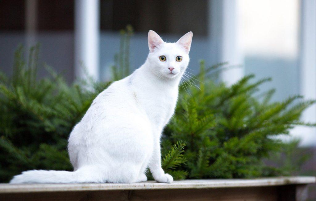 Красивые имена для белых кошек - 500 лучших кличек для котят мальчиков и девочек