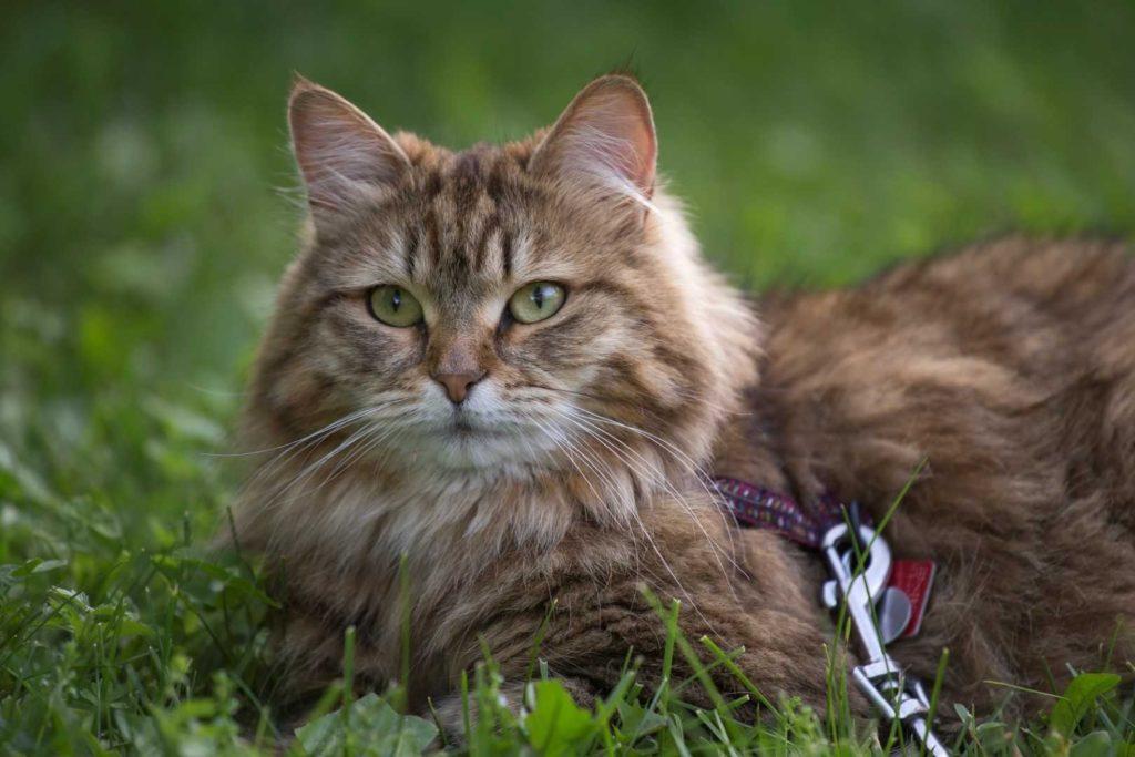 344 клички для сибирских кошек и котят - красивые имена