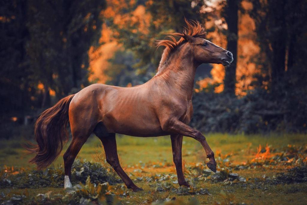 455 красивых имен кобылы - популярные имена для лошадей