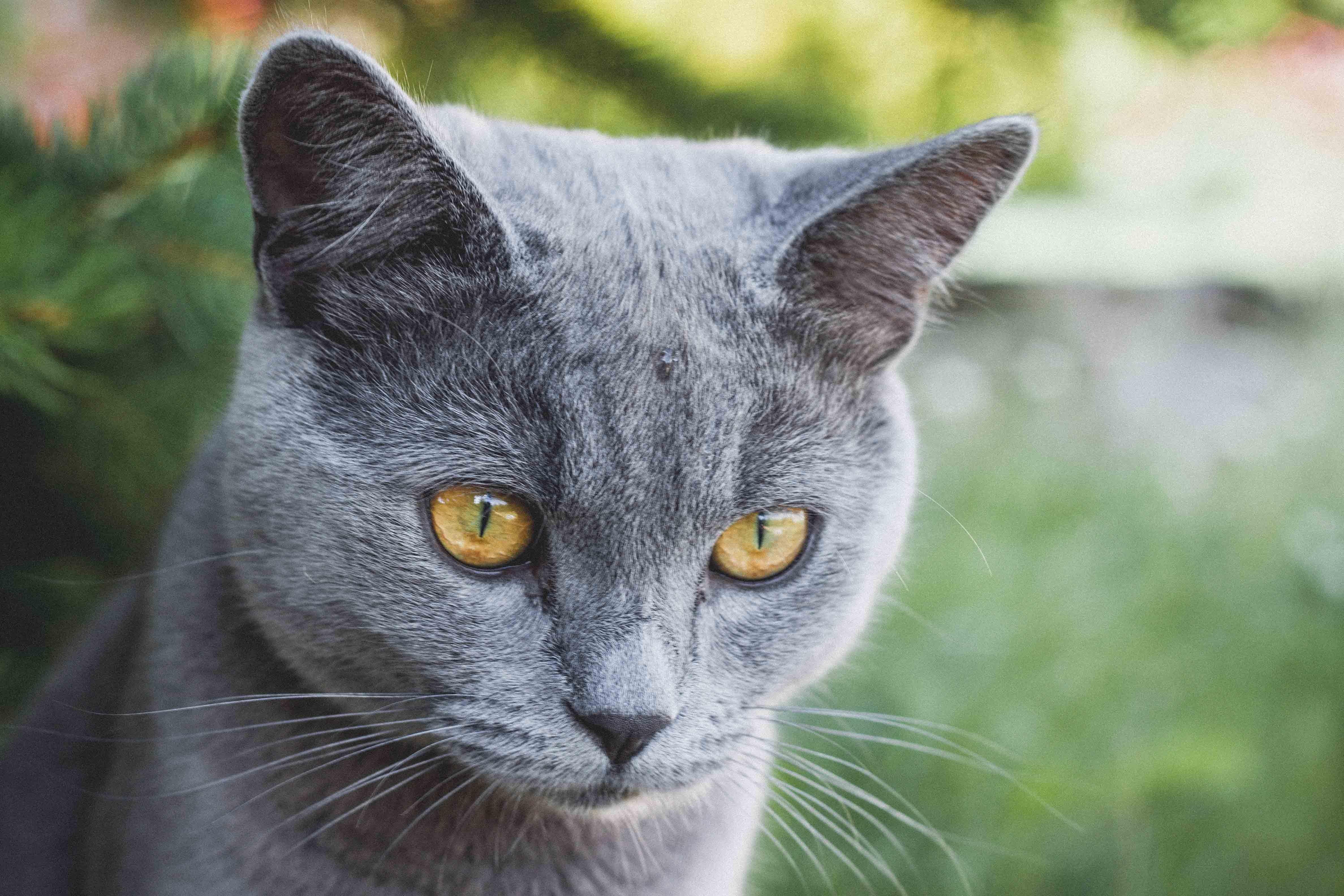 430 красивых имен для дымчатых и серых кошек - лучшие клички