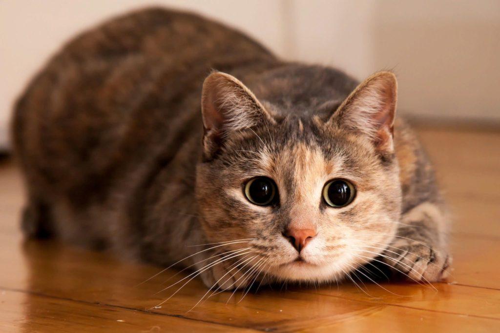 400 русских имен для кошек - красивые и смешные имена для котят