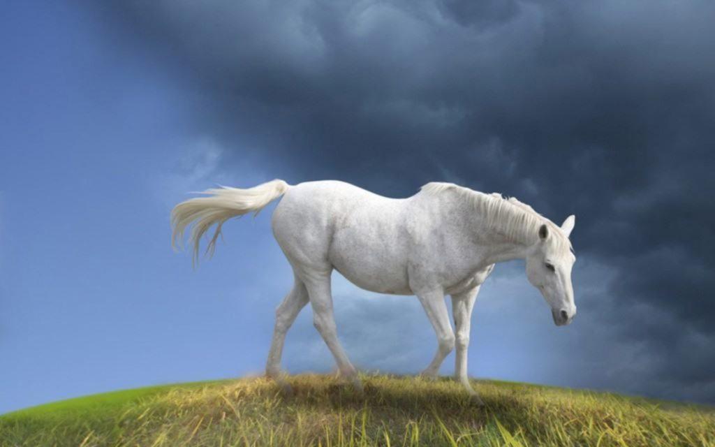 383 Имени белых лошадей и жеребцов: красивые клички