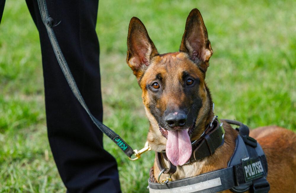 333 клички для военных и полицейских собак: лучшие имена