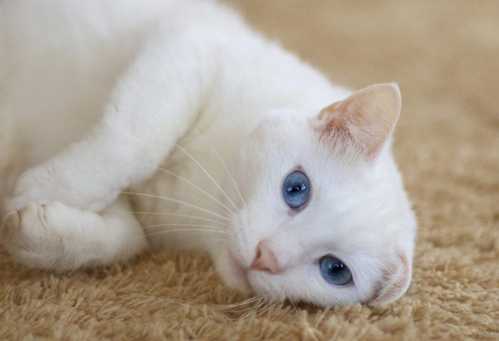 Красивые имена для белых кошек - 500 лучших кличек для котят мальчиков и девочек