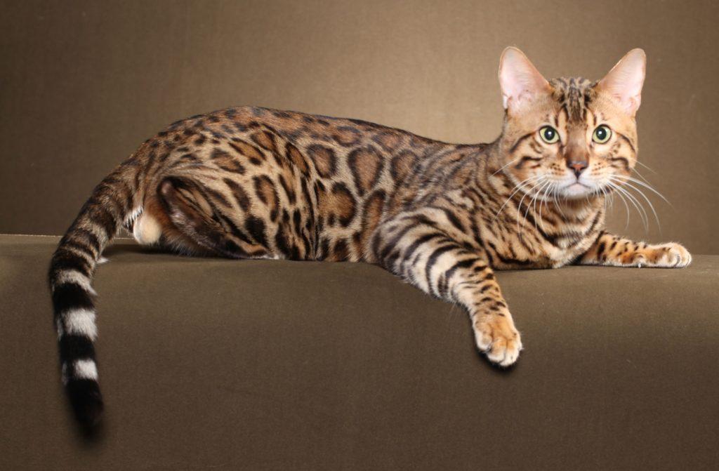 380 красивых имен для бенгальских кошек - лучшие клички