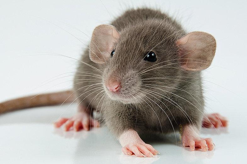 488 имен для крыс: как назвать декоративную крыску