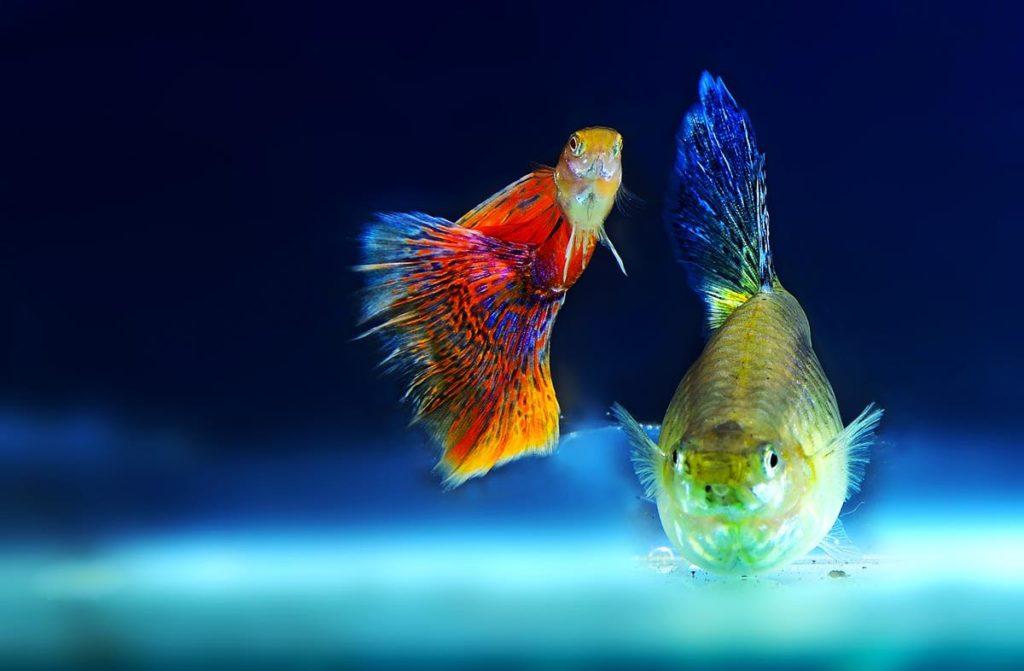 450 имен мальчиков и девочек рыб: красивые клички для рыб