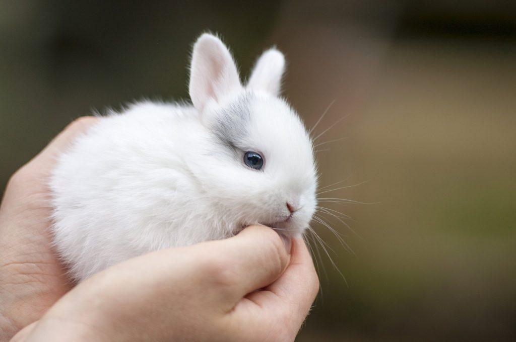 Красивые имена для мальчиков и девочек-кроликов: 400 идей