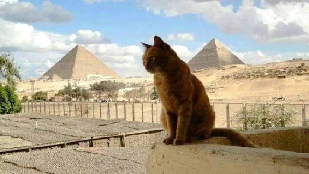 Красивые египетские имена для домашних животных, кошек и собак: 400 кличек