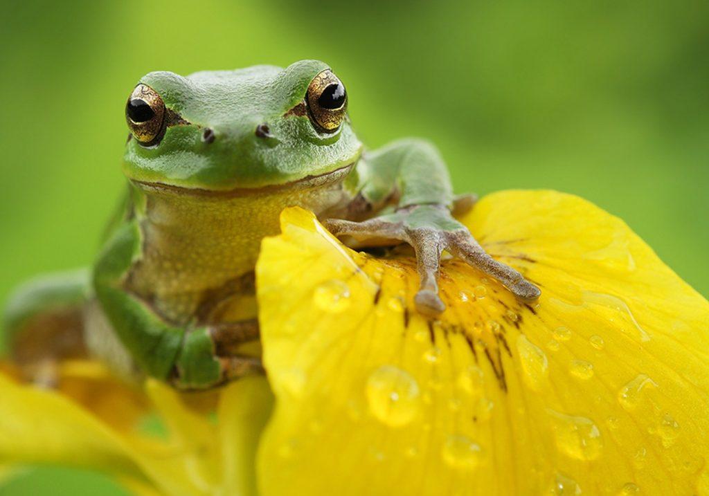 Имена лягушек и жаб: 200 идей как назвать красивых лягушек и жаб
