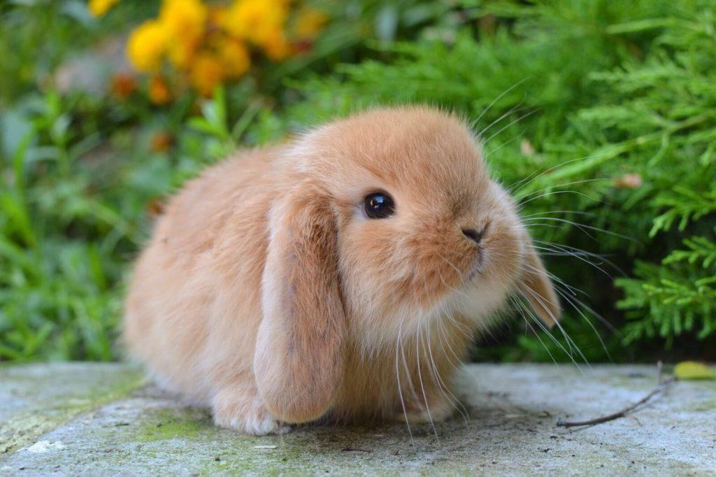 Красивые имена для мальчиков и девочек-кроликов: 400 идей