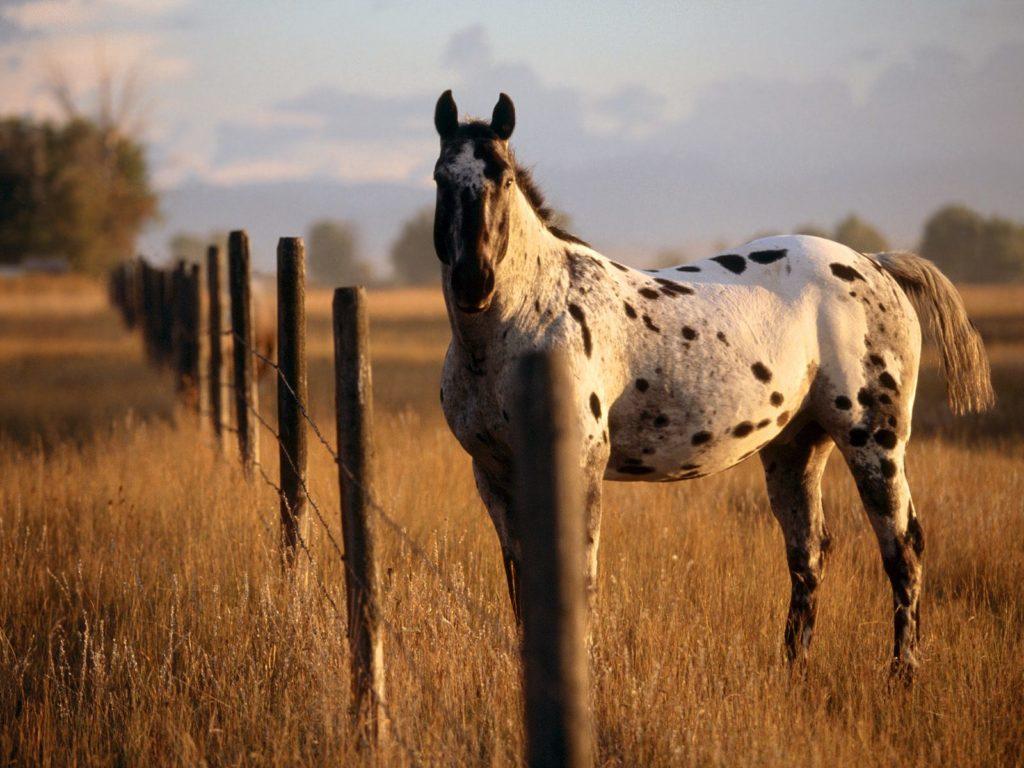 350 имен для лошадей и игрушечных лошадок - красивые клички для животных