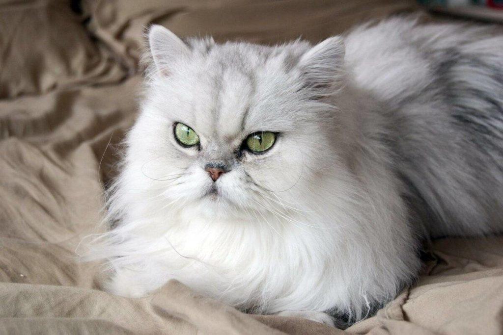 Клички персидских кошек - 250 красивых имен для котят мальчиков и девочек