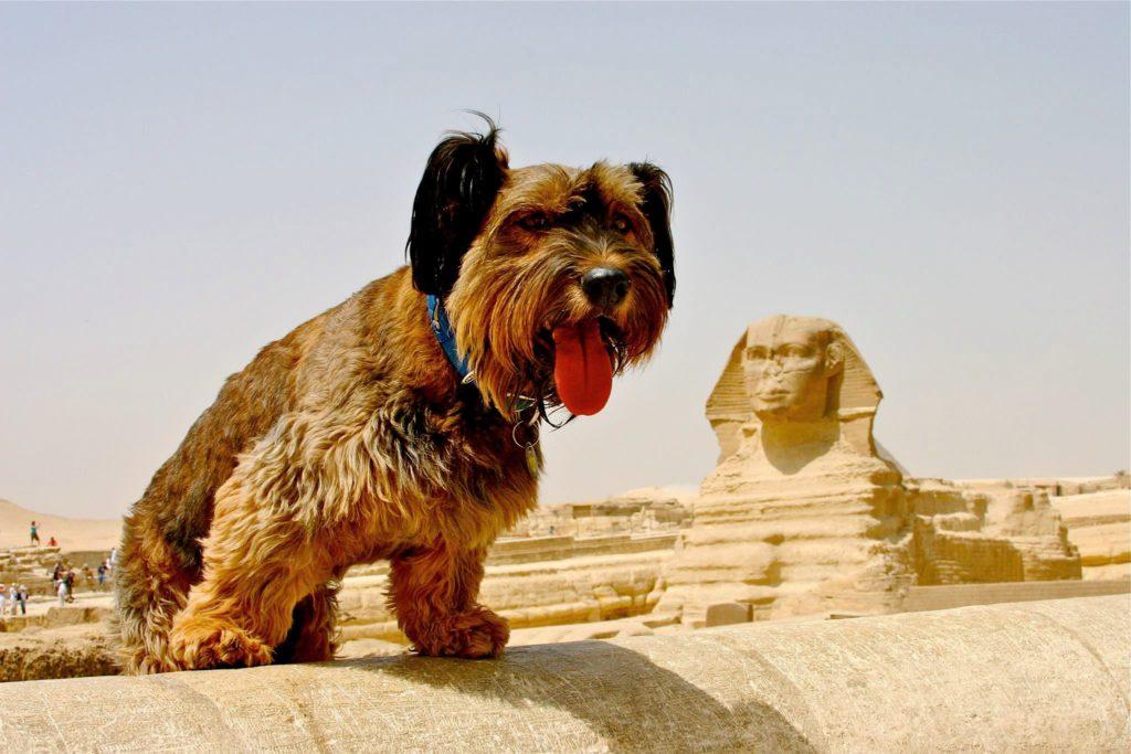 Красивые египетские имена для домашних животных, кошек и собак: 400 кличек
