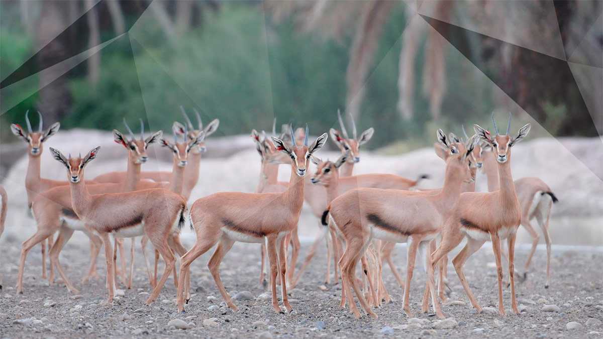 Центр охраны дикой природы Эль Чифрия