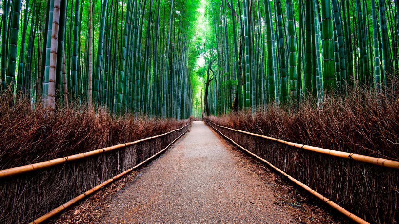 Бамбуковый лес арасияма