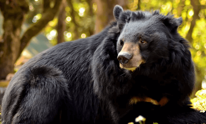 Гималайский медведь в лесу