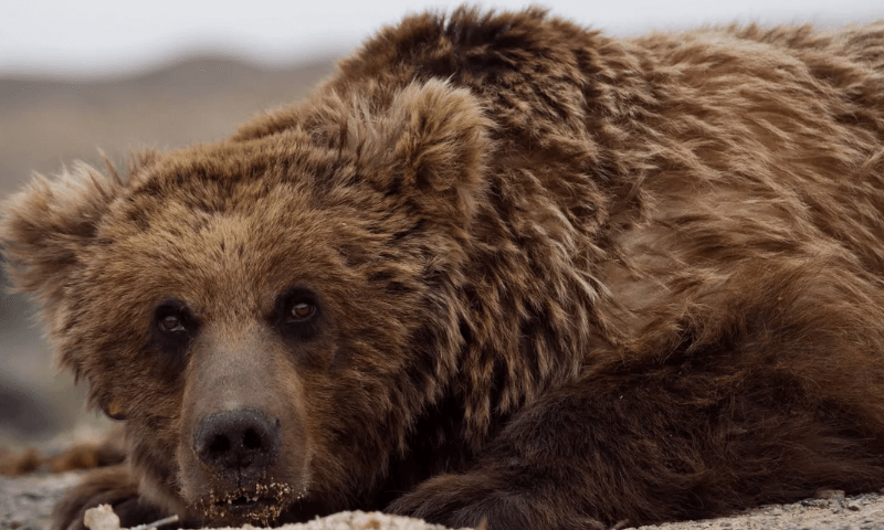 Гобийский бурый медведь