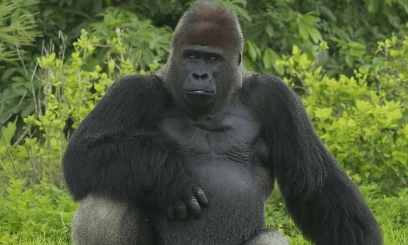 Обыкновенная горилла