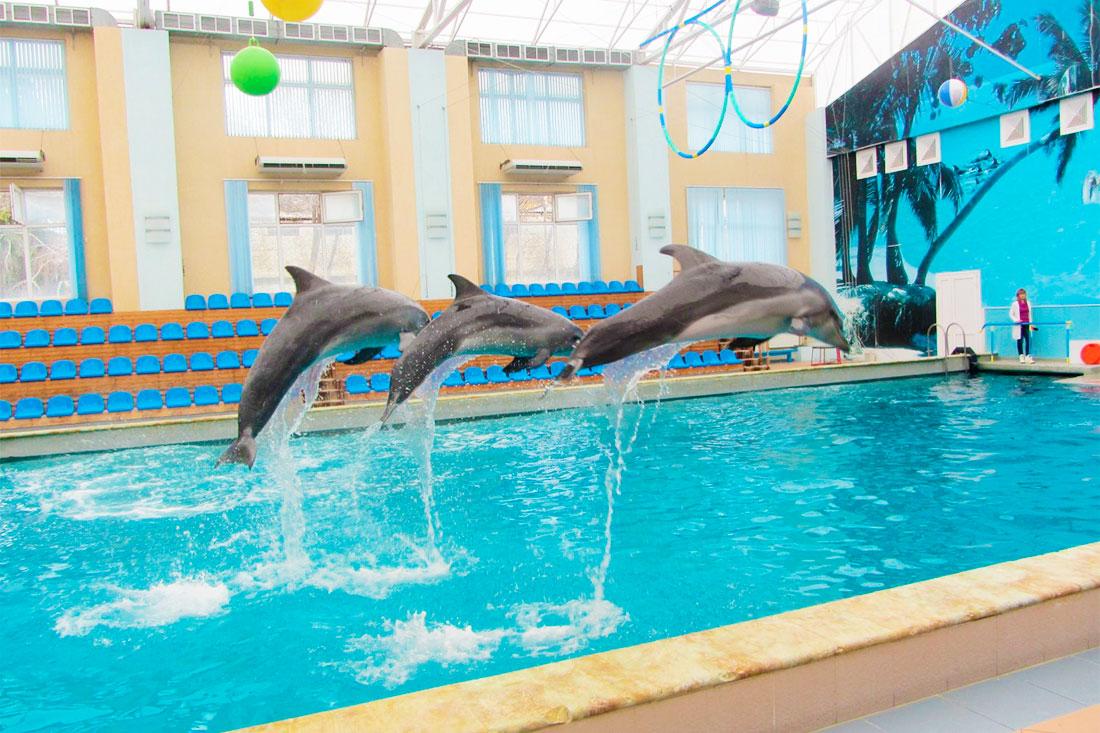Кисловодские дельфины