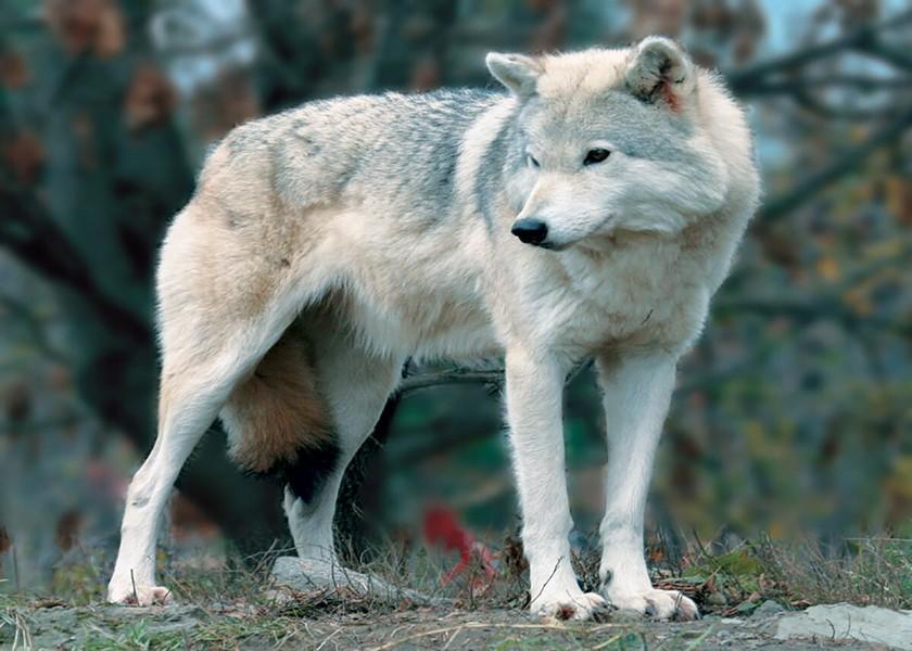 Маккензианский плоский волк