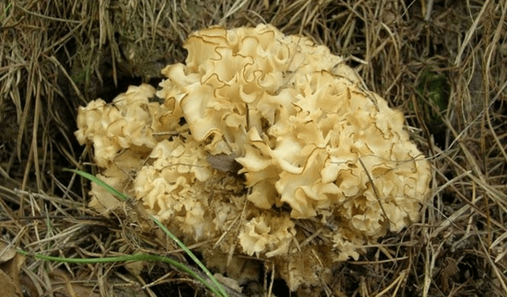 Китайские крупные грибы