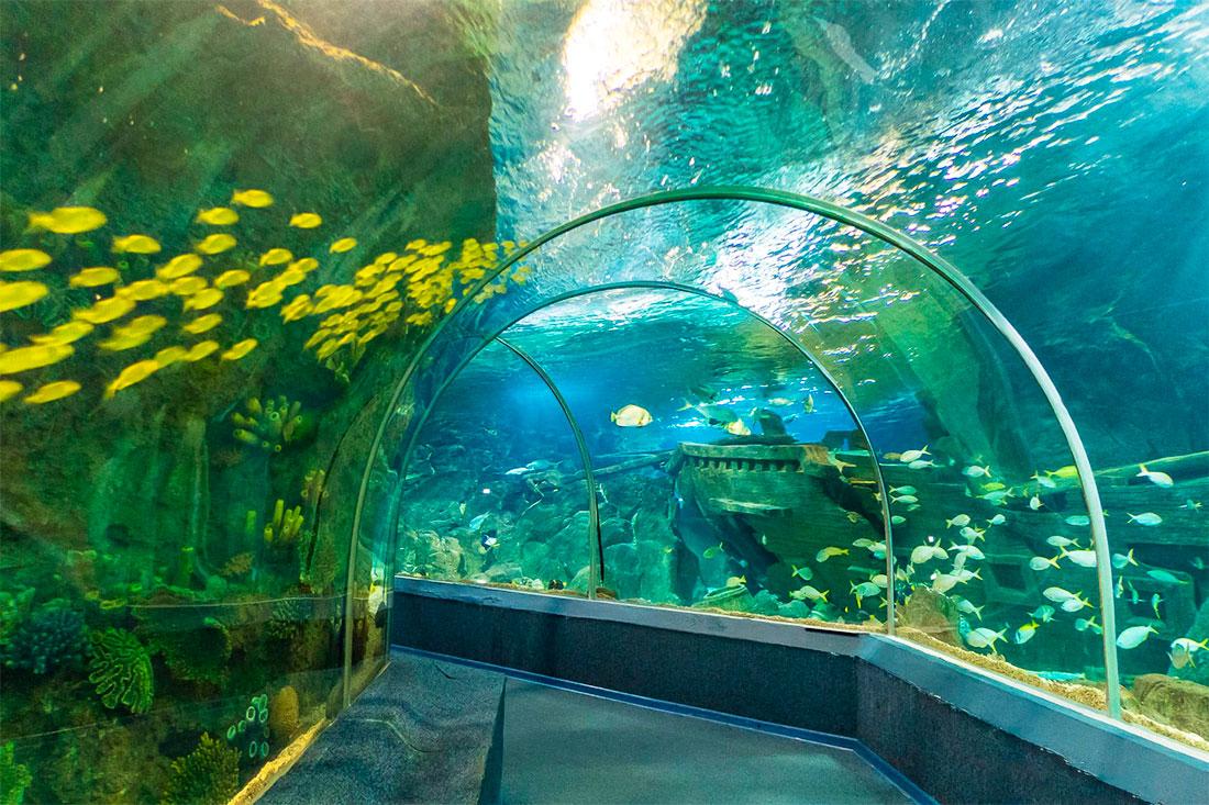 Сочинский океанариум Discovery World Aquarium