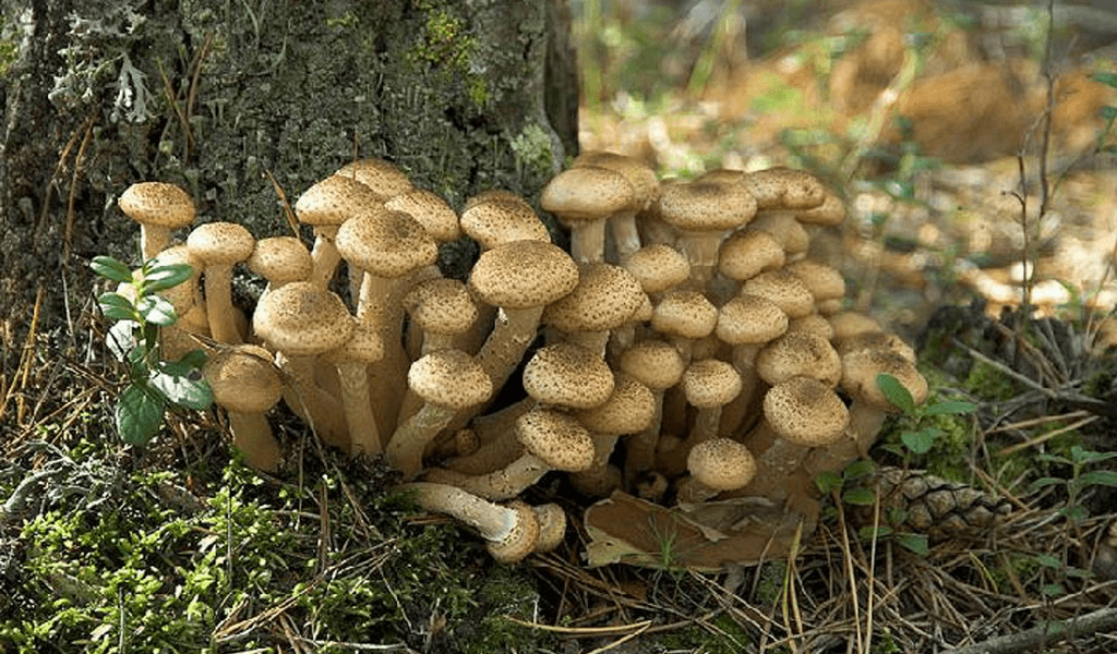 Медовые грибы