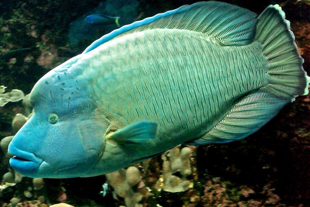Рыба-наполеон