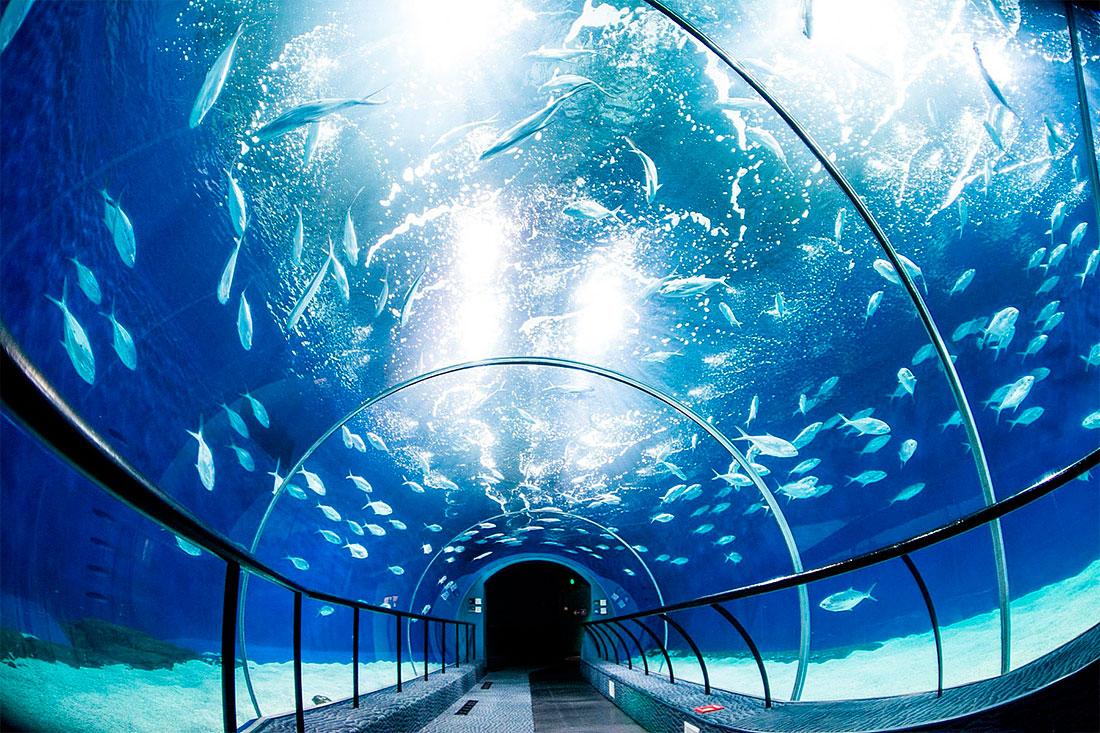 Шанхайский океанический аквариум
