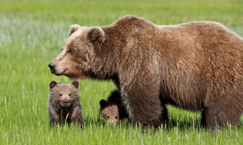 Сибирская бурая медведица с детенышами
