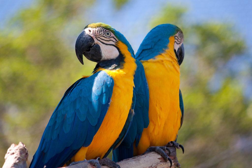 Синий и желтый ара