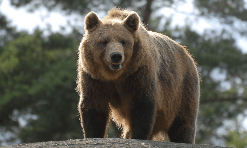 Бурый медведь Тянь-Шаньского
