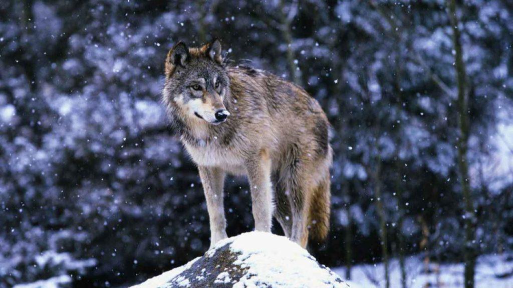 Скалистый горный волк