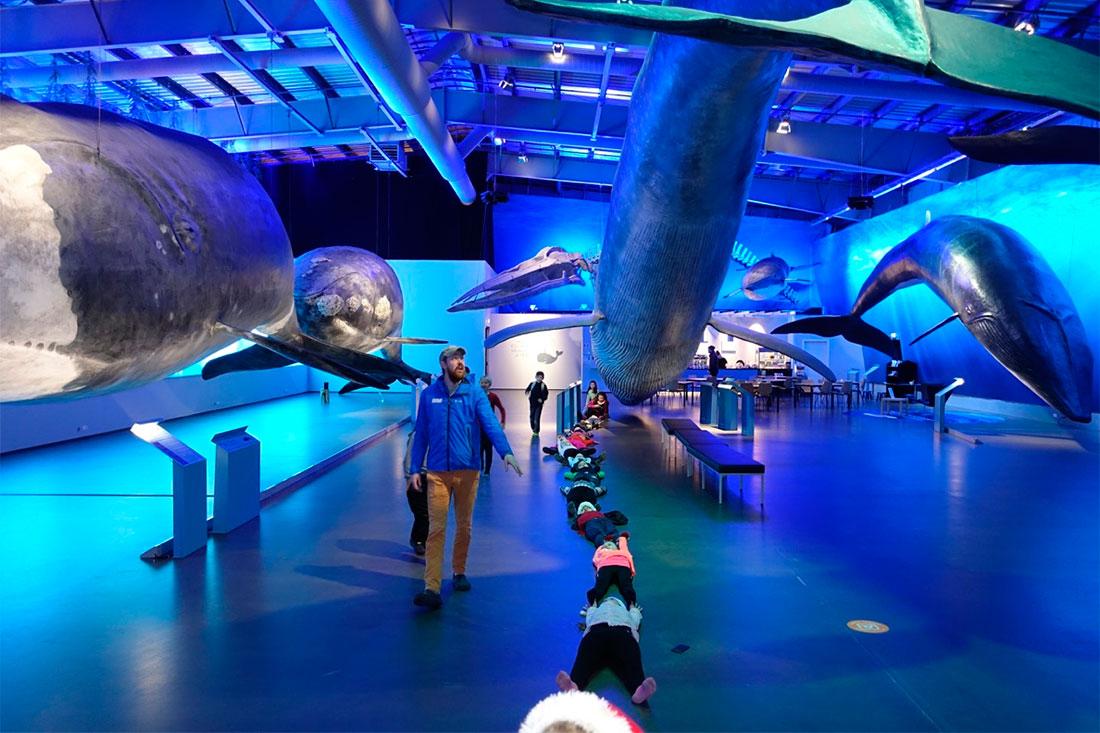 Исландский музей китов