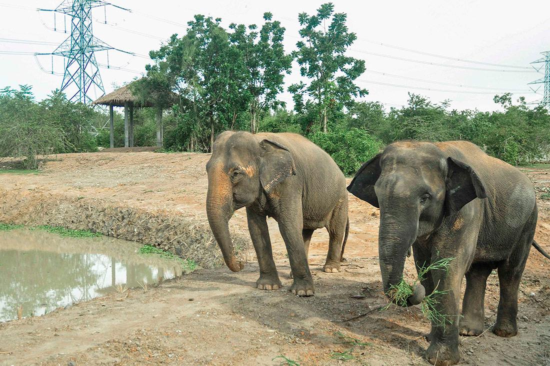 Фонд друзей дикой природы Таиланда - Центр спасения животных и слоновий питомник