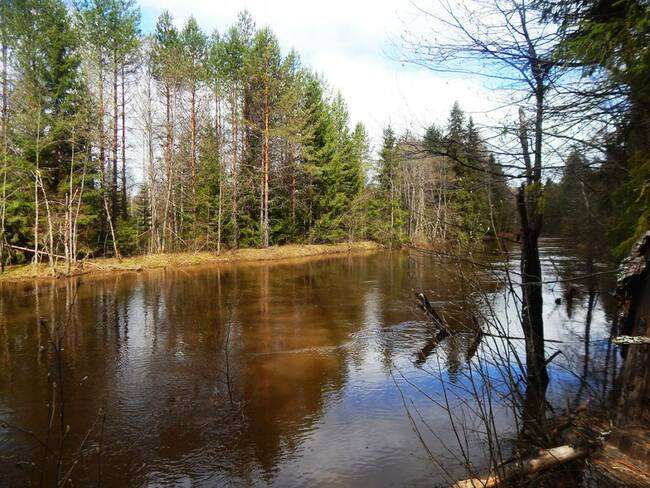 Вершина самой большой реки в Костромской области 35